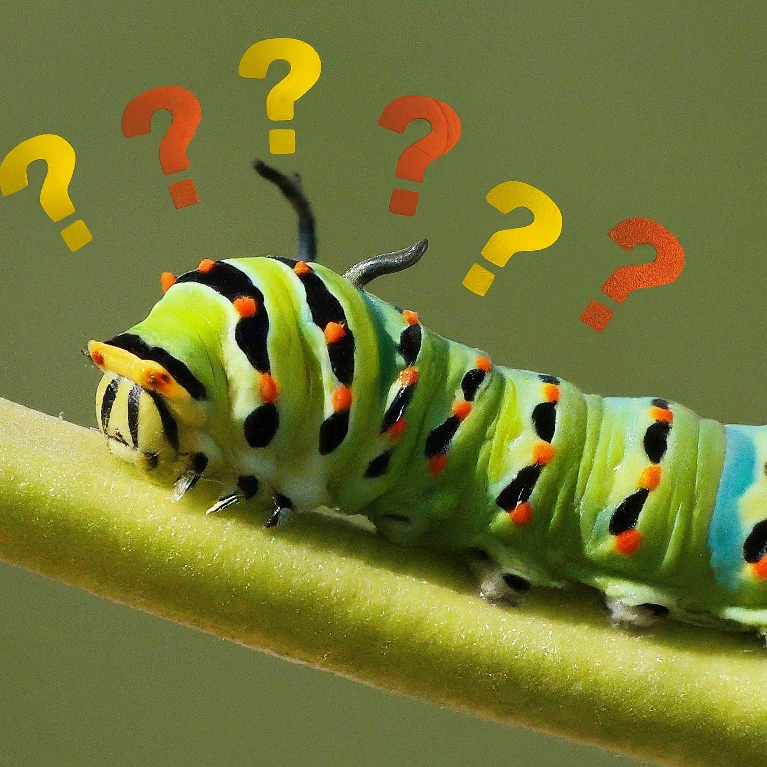 The Curious Caterpillar